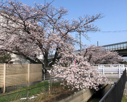 さくら