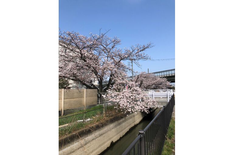 さくら